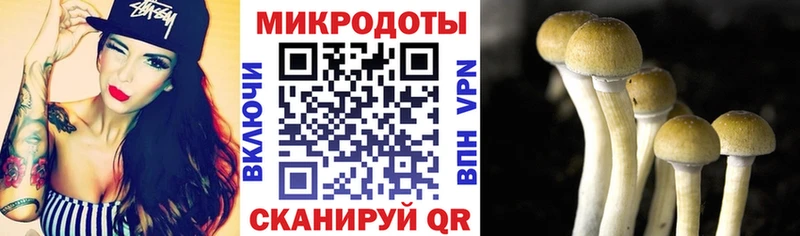 Галлюциногенные грибы Psilocybine cubensis  где можно купить   Любань 